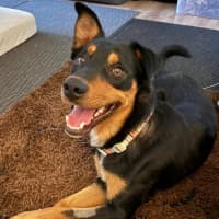 Photo of Albie