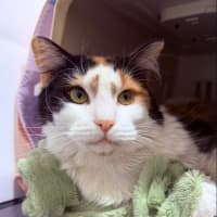Photo of Ruby