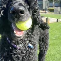 Photo of Scottie