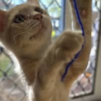 Photo of Simba