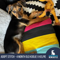 Photo of Stitch   4 Month Old Kelpie X