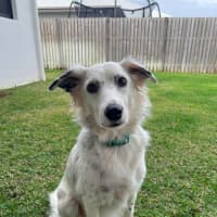 Photo of Smudge