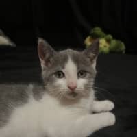 Photo of Spike