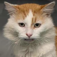 Photo of Samson