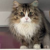 Photo of Hommus