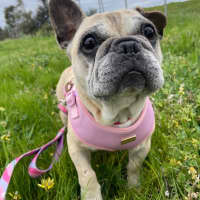 Photo of Cookie