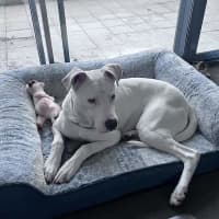 Photo of Benji