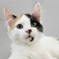 Photo of Bingo