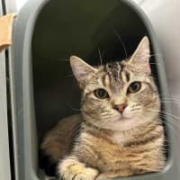 Photo of Shelby