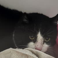 Photo of Pingu Dwelly 