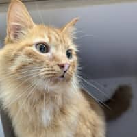 Photo of 🧉 Marmalade 5365 🧉