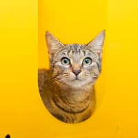 Photo of Mystique (Previously Alba)