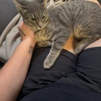 Photo of Cupcake And Muffin 