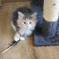 Photo of Maple
