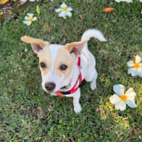 Photo of Birdie   6 Month Old Fox Terrier