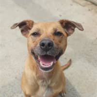 Photo of Willow