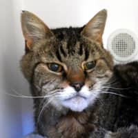 Photo of Tiger Sua014302