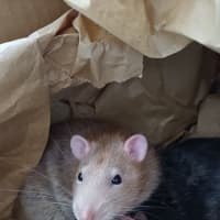 Photo of Banjo / Patterson