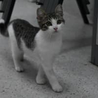 Photo of Vixen