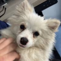 Photo of Pearl