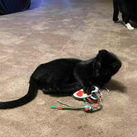 Photo of South   Meet Me At The Adoption Day 28/2