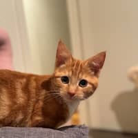 Photo of Cedar And Cypress