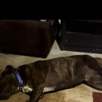Photo of Shelby