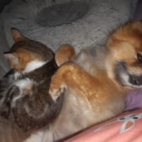 Photo of Frank Meet Me@Petstock Keysborough Store 