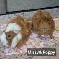 Photo of Missy & Poppy