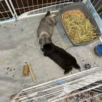 Photo of Smudge With Sooty