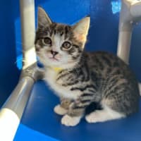 Photo of Freya