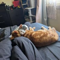 Photo of Pringles + Paella