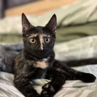 Photo of Whisper