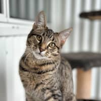Photo of Ronin