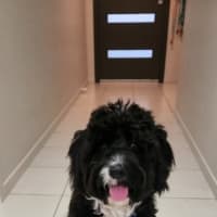 Photo of Dimond   10 Month Old Poodle X Staffy