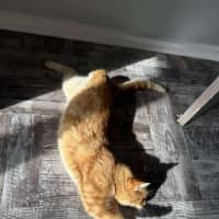 Photo of Lieutenant Dan