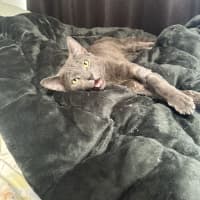 Photo of Sirius