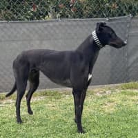 Photo of Marco …….Polo No Just Joking His Name Is Marko