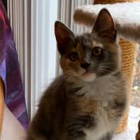 Photo of Dusty