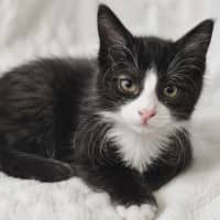 Photo of Chloe   In Foster Care In Healesville