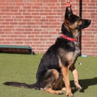 Photo of Phoenix