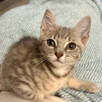 Photo of Macadamia