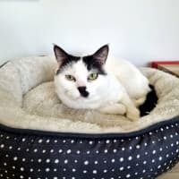 Photo of Chaplin Sta012252