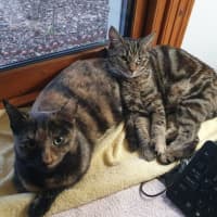 Photo of Starfire   In Foster Care In Brunswick