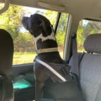 Photo of Charlie   7 Year Old Staffy X Great Dane 