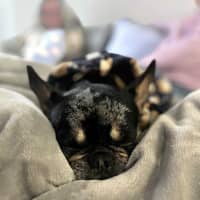 Photo of Oreo   3 Year Old French Bulldog