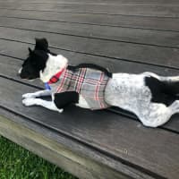 Photo of Bindi   5 Year Old Fox Terrier