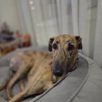 Photo of Jake, The Greyhound