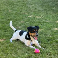 Photo of Snipper   3 Year Old Jack Russell