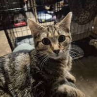 Photo of Autumn   Located In Templestowe